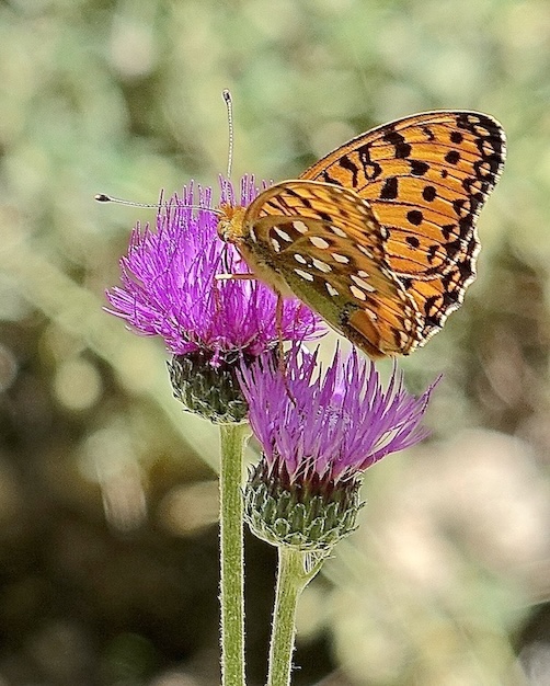dark green fritillary